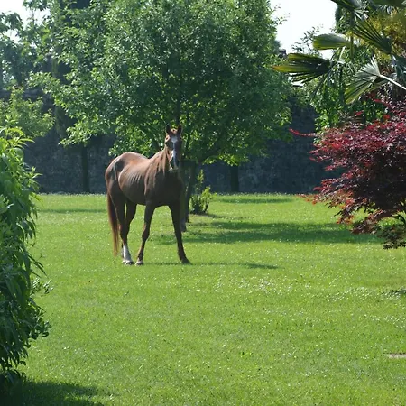 Magalita أوديني